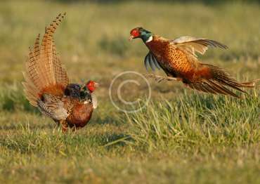 41-copyright 41-copyright