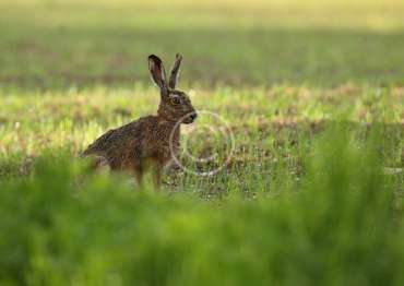 42-copyright 42-copyright